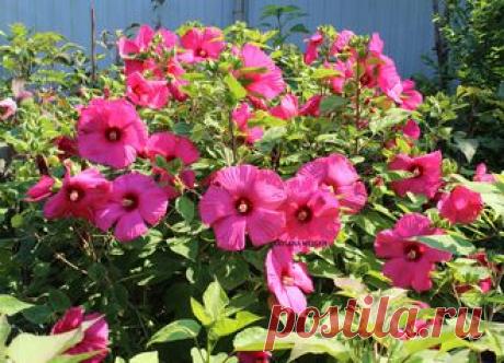 ГИБИСКУСЫ ТРАВЯНИСТЫЕ(КОРНИ)..Раздел будет пополнятся до середины августа . - № 18