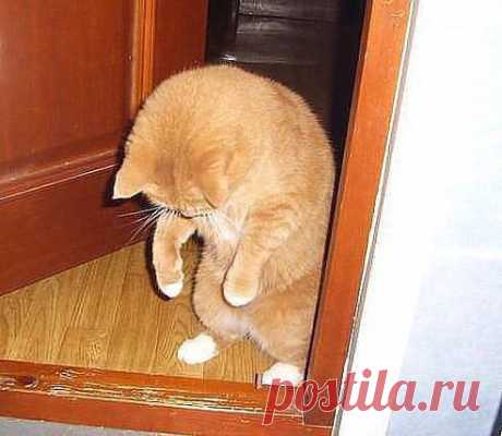 Я к тебе вернулся, Мура!!!
 Извини, не взял цветы..... 
Машка, Муська, Дуська... -- ДУРЫ..... 
Понял я - всех лучше -ТЫ !!!!!