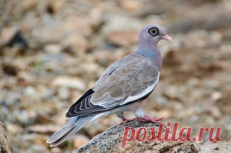 Сем. Голубиные (Columbidae)
Гологлазый голубь (Columba corensis)