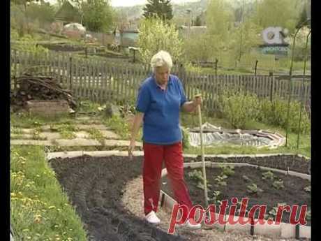 Голова садовая. Как ухаживать за луком в июне