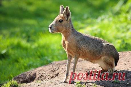 Патагонская мара (Dolichotis patagonum)
Этот &quot;кролепёс&quot; является патагонским зайцем и четвёртым по величине грызуном в мире (после капибары, бобра и дикобраза).
