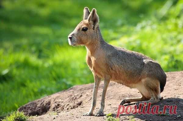 Патагонская мара (Dolichotis patagonum)
Этот "кролепёс" является патагонским зайцем и четвёртым по величине грызуном в мире (после капибары, бобра и дикобраза).