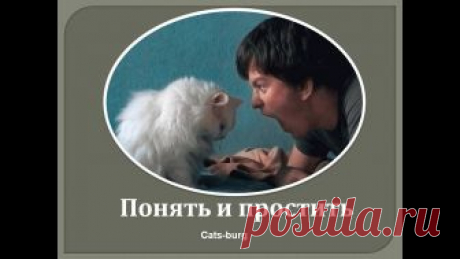 У кошек своя логика - кошачья. Поэтому наказание за преступление они порой получают несправедливо. Надо их понять и простить.
#городкошек
