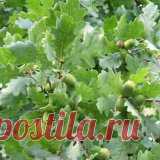 Дуб лечебные свойства и рецепты