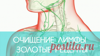 Очищение лимфы: КАК вывести токсины из организма натуральными средствами Лимфатическая система – одна из самых сложных и хитро устроенных систем человека. Это система вывода ядов из организма, особенно бактериальных и грибково-паразитарных ядов простейших. Практически от этой системы зависит иммунитет человека, а иммунитет – это Жизнь!