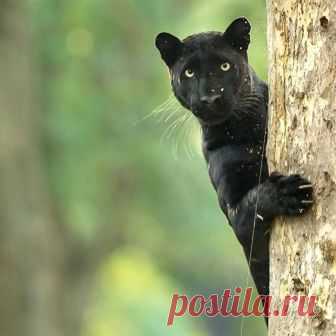 Caption this Photo

Beautiful BLACK PANTHER being Sneaky in Nagarhole National Park, incredible! 🐯 
Photography by © @kiran.ranga.v on 
 ... 
... 
 Check out my sensational finds and footage today! #photos #photography #photographer #natgeoru #nature #gamzaev #naturephotography #photoathen #photoguy #photoselfie #photographychallenge#photographystyle #photographyoflife #photooftheday #photographyislife #photographylover #photographyoftheday ...
