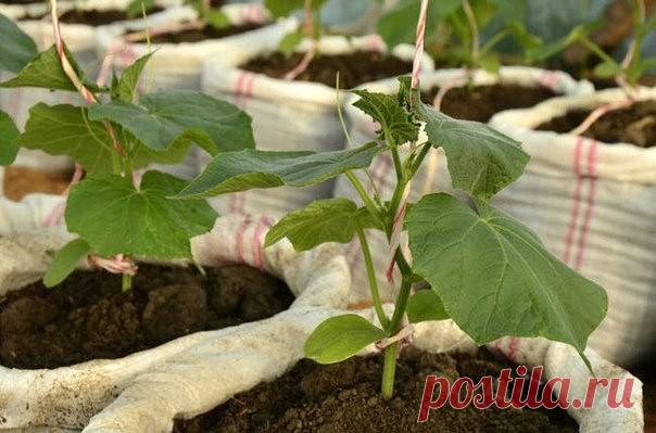 Огурцы из мешка - 1000 огурцов на 1кв.м.