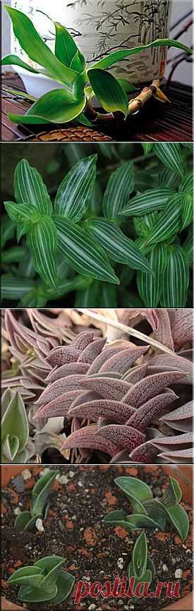 Каллизия (Золотой ус), (Callisia). Описание, виды и уход за каллизией | Флористика на "Добро ЕСТЬ!"