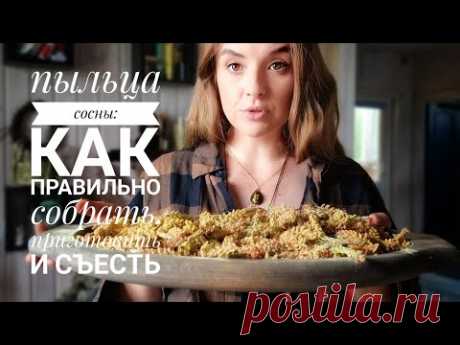 Вы ещё успеете собрать ценный лесной дар - пыльцу сосны!