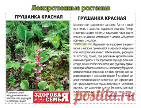 Грушанка красная