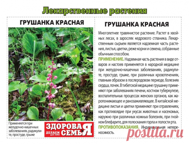 Грушанка красная