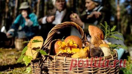 Забыли сапоги для похода за грибами? Как не промочить ноги? Если вы уехали за грибами. а сапоги забыли дома, возьмите себе этот метод «спасения ног» от сырости на заметку. Он поможет вам не промочить ноги.