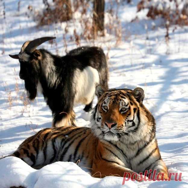 Тигр Амур и козел Тимур – дружба хищника и жертвы
