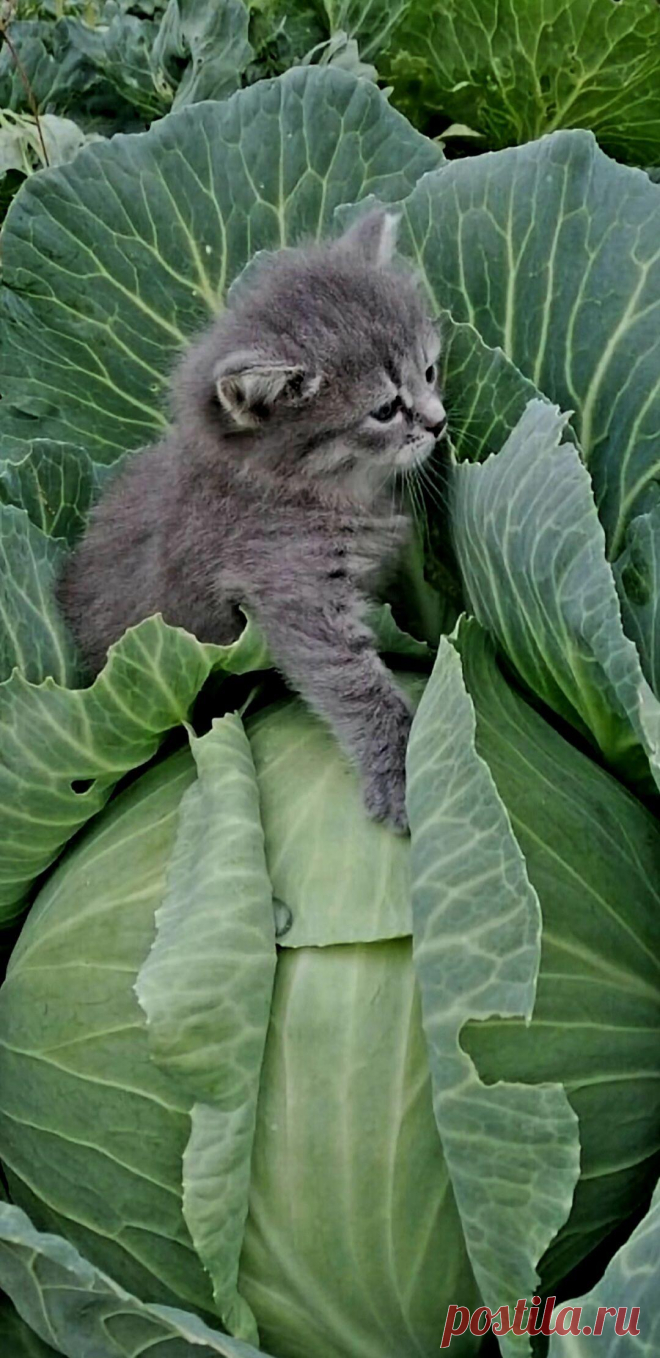 i (1080×2222)