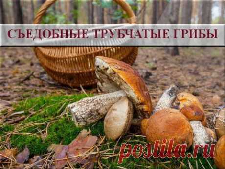 Съедобные трубчатые грибы. Съедобные грибы фото и названия - YouTube