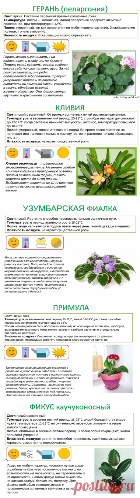 Паспорт ухода за комнатными растениями