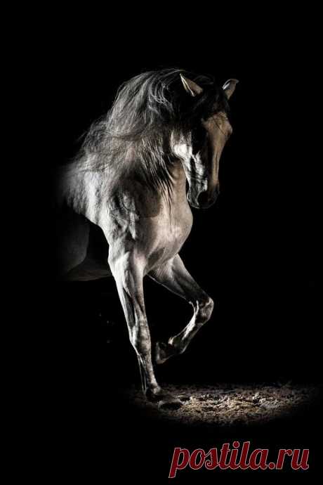 Wild horses sparring by Vedran Vidak Photography. (I think…  |   Pinterest • Всемирный каталог идей
