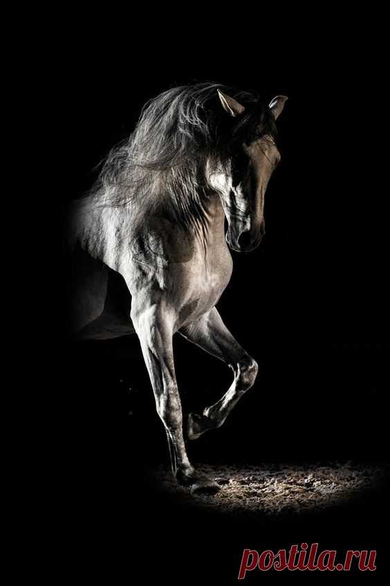 Wild horses sparring by Vedran Vidak Photography. (I think…  |   Pinterest • Всемирный каталог идей