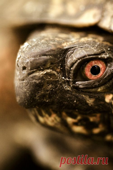 Не добрый взгляд из-под брони! (трансформеры среди нас)