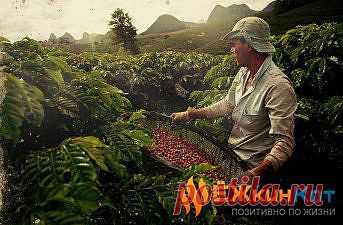 Цена на кофе возрастет в 2014 году. &raquo; Ёжкин Кот