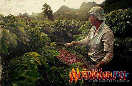 Цена на кофе возрастет в 2014 году. » Ёжкин Кот