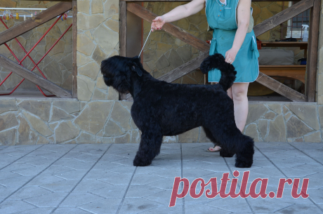 Азиза с Порубежья печенежского (Даша),2 года