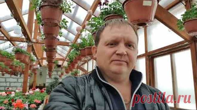 Мой подробный способ укоренения сортовой пеларгонии .