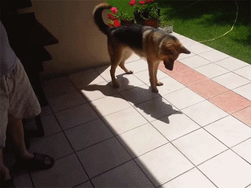 Убедительные причины завести себе собаку / Писец - приколы интернета