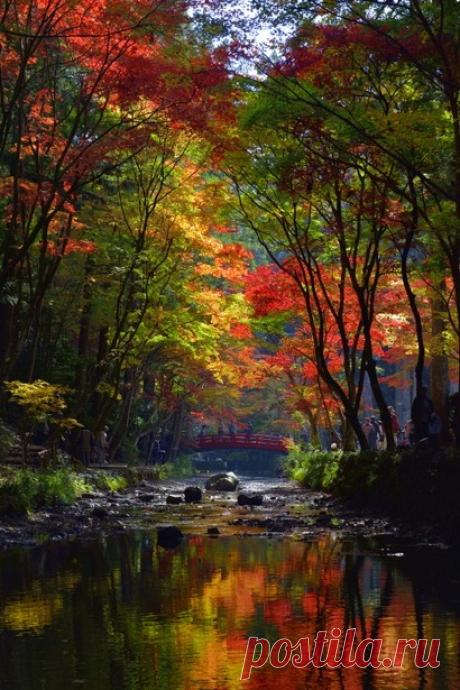 lifeisverybeautiful:
“Autumn Leaves, Shizuoka, Japan via GANREF
”