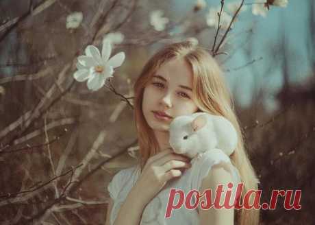Greeting Card featuring the photograph Chinchilla by Anita Anti