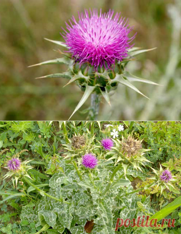 Расторопша, полезные свойства и противопоказания, шрот, масло, мёд — Здоровое питание и фитнес