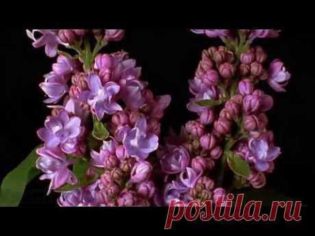 Удивительный Мир! Живые цветы! VsemVseOboVsem. - YouTube