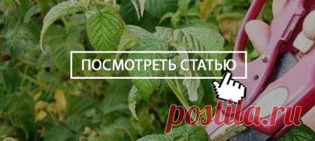Как правильно обрезать малину весной, летом и осенью
