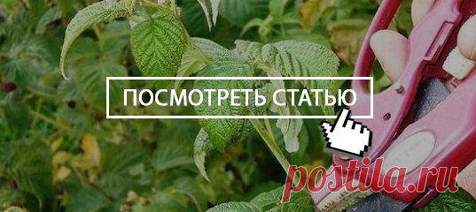 Как правильно обрезать малину весной, летом и осенью