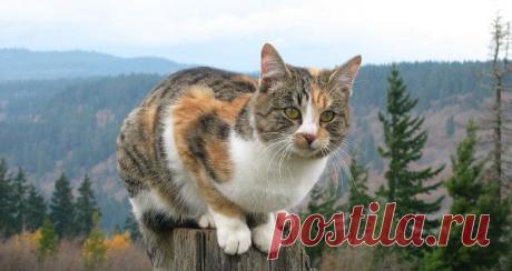 Как назвать трехцветного котенка. Клички (имена) для трехцветных кошек – Муркотэ о кошках и котах