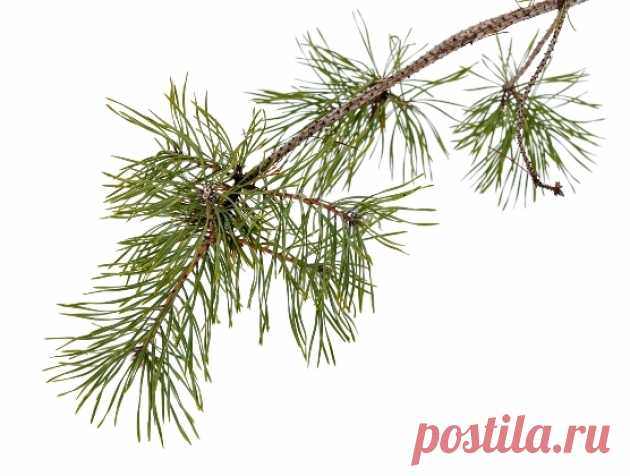 Сосна спасет картофель