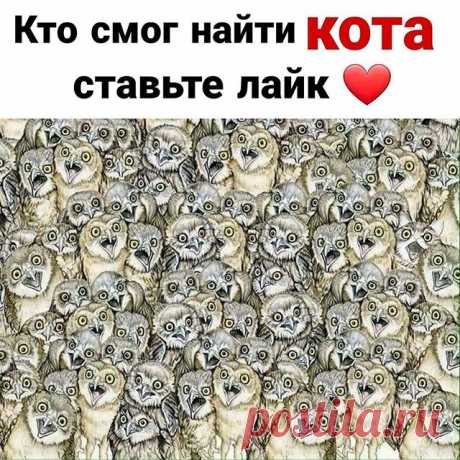 Photo by полезные советы on May 02, 2020. На изображении может находиться: текст «кто смог найти кота ставьте лайк»