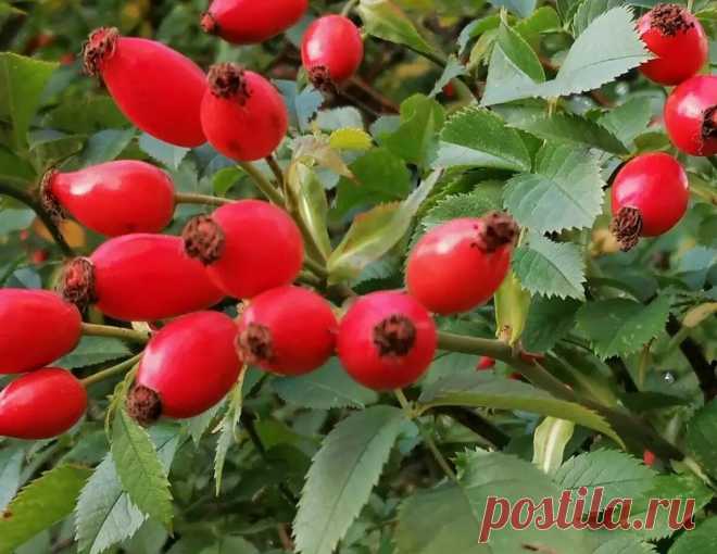 5 продуктов с самым высоким уровнем содержания витамин С
СПОЙЛЕР: среди них вы не найдёте традиционный лимон и другие цитрусовые! Да, друзья, несмотря на наши твёрдые убеждения, что именно цитрусовые являются природным кладезем витамина …
Читай дальше на сайте. Жми подробнее ➡