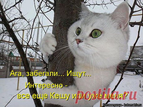 Котоматрица: Случайные котоматрицы