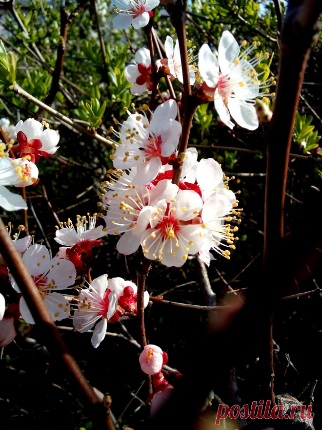 Цветы абрикосового дерева средь каких-то кустов