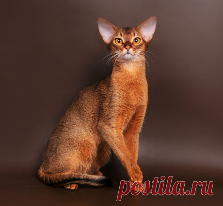 20 прекрасных пород домашних кошек