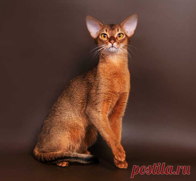 20 прекрасных пород домашних кошек