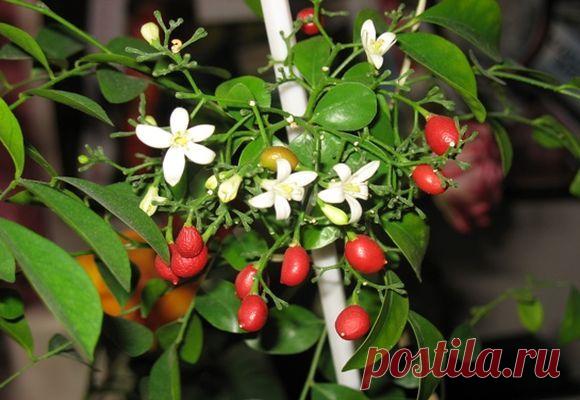 Как правильно размножать и ухаживать за мурайей в домашних условиях