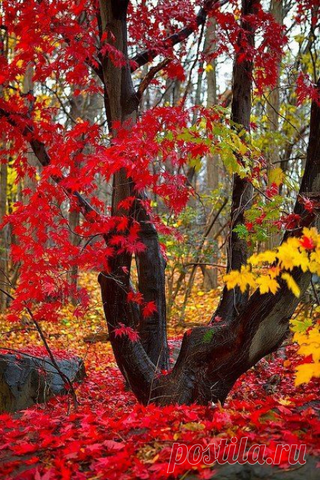 bluepueblo: Crimson and Gold, New Hampshire photo via…
Beautiful Places in the world  |  Pinterest • Всемирный каталог идей