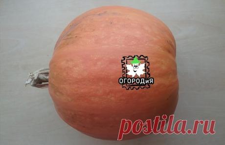 Тыквенная КОЖУРА ценнее мякоти и семечек? | ОГОРОДиЯ | Яндекс Дзен