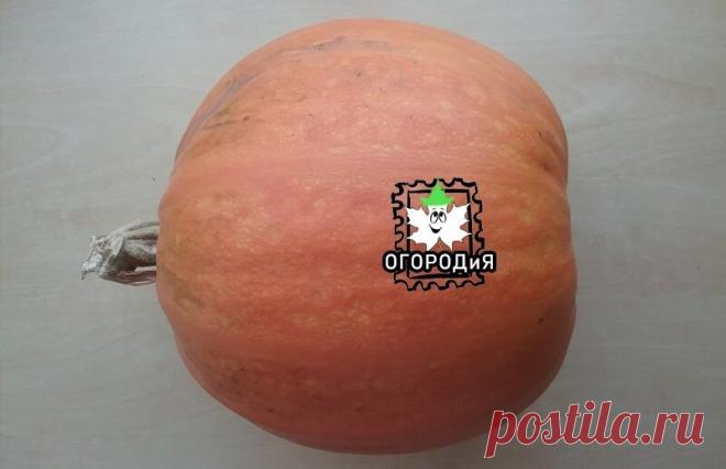 Тыквенная КОЖУРА ценнее мякоти и семечек? | ОГОРОДиЯ | Яндекс Дзен