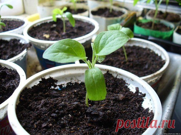 Ориентировочные даты посева рассады
