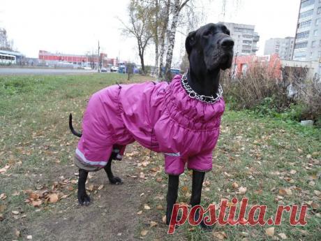 Утеплённый комбинезон для немецкого дога выполненный из плащевой ткани и шерстяного стёганного ватина по нашим НЮАНС-овским лекалам