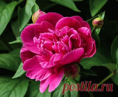 Размножение короля сада – пиона Пионы в начале лета, зацветая крупными ароматными цветами, становятся главным украшением сада. Не удивительно, что всех любителей-садоводов интересует размножение пионов, чтобы получить из 1 куста 2 и...