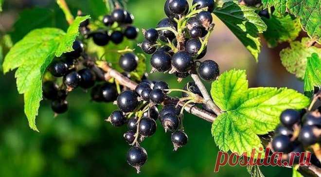 Секрет долголетия смородины